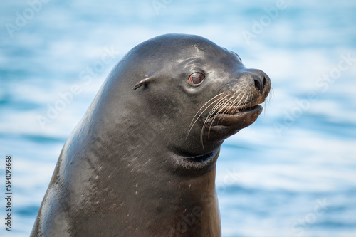 Close Up Californian Sea lion