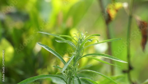 Green jelantir (Also called erigeron bonariensis, monyenyen, erigeron linifolius, conyza sumatrensis) with a natural background. Used in herbal medicine photo