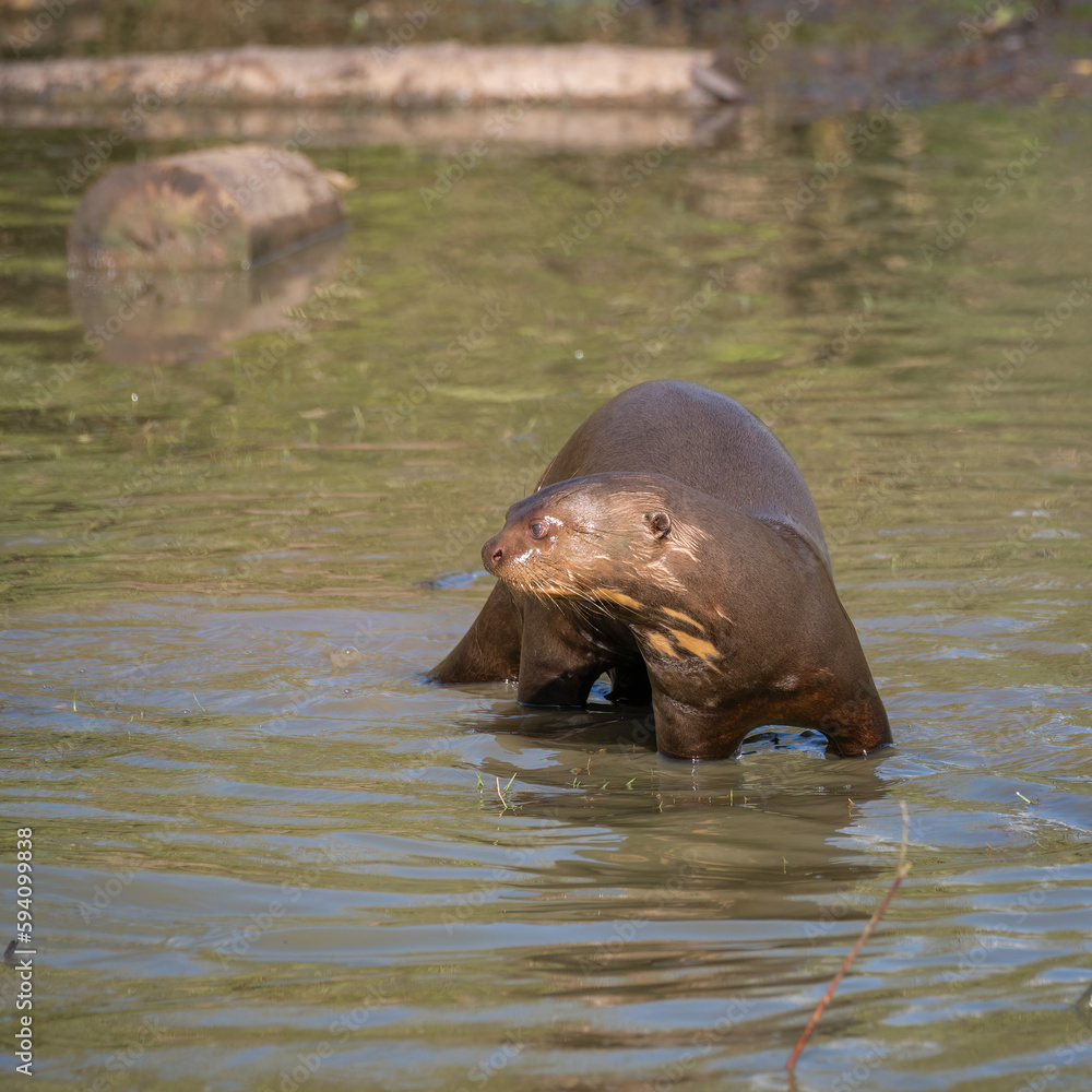 Fototapeta premium Giant Otter Standing in Shallow Water