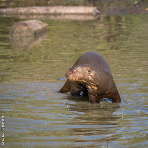 Giant Otter Standing in Shallow Water