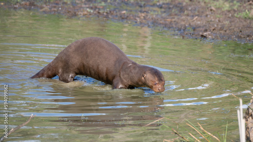 Giant Otter Standing in Shallow Water