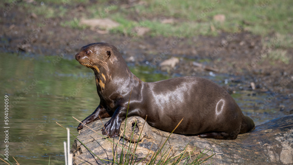 Obraz premium Giant Otter Resting on a Fallen Log