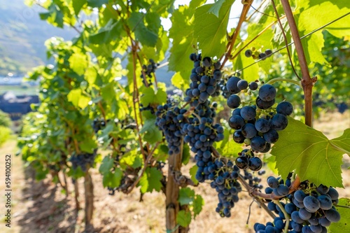 Detailaufnahme von blauen Weintrauben an Rebst  cken an der Mosel - Perfekt f  r Weinliebhaber und Naturfotografie