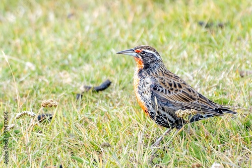 hübscher, kleiner Langschwanz-Soldatenstärling (Sturnella loyca falcklandii) fotografiert auf den Falklandinseln - stehend auf einer grünen Wiese am Boden