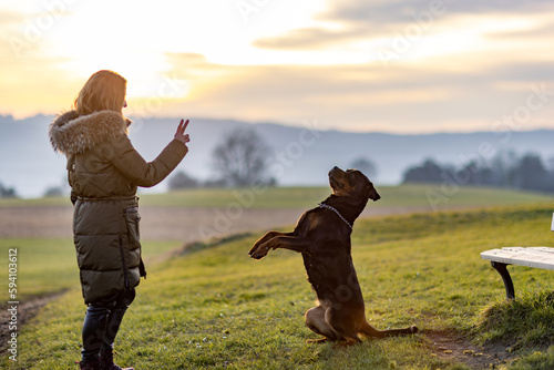 The owner trains the Rottweiler on an evening walk