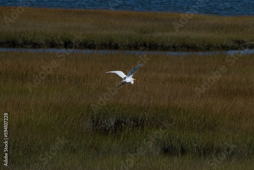 Great Egret