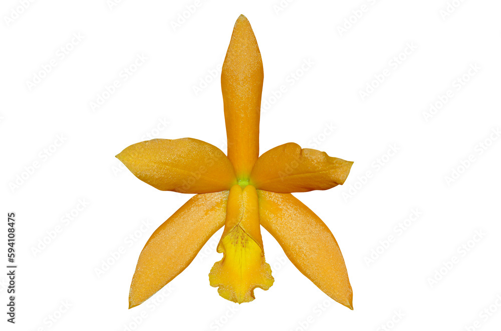 Brilliant yellow and orange hybrid orchid called Lc zlazing trick or Laeliocattleya cut and isolated from background. Brilliant yellow and orange hybrid orchid called Lc zlazing trick or Laeliocattleya cut and isolated from background.