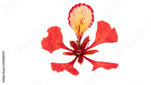 Obraz na płótnie Poinciana regia or Delonix regia flowers isolated on white background
