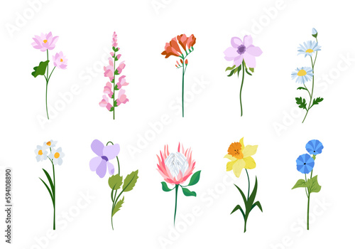 Realistic colorful flat flowers. Perfect for illustrations and nature education.