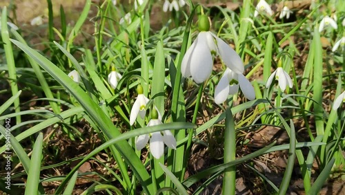 Fragile white snowdrops in the forest. Flowers sway in the wind. Spring awakening of nature. A sunny day. Flowering plants in a city park or garden. Galantus close-up photo