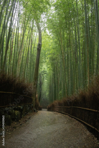 footpath in the bamboo  forest