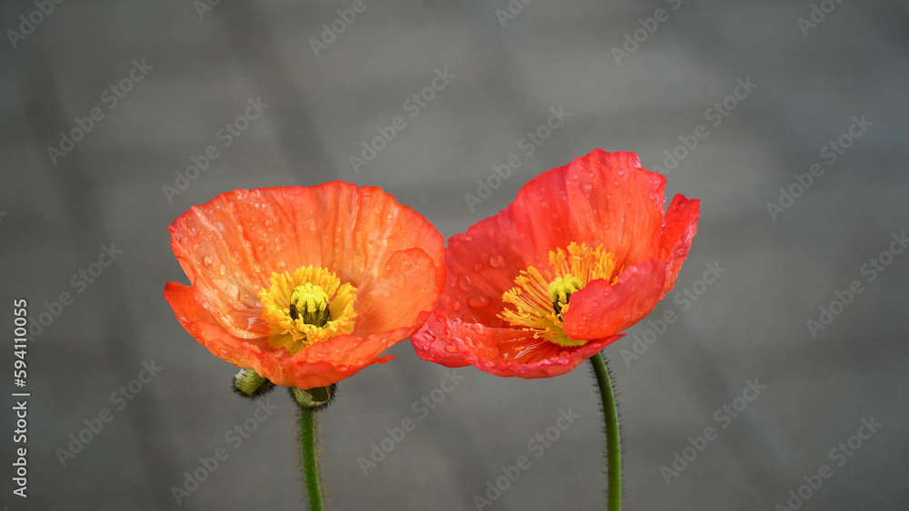 Queen of Flowers Color Queen Poppy Flower Queen of Flowers Color Queen Poppy Flower