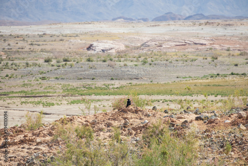 Raven in the desert