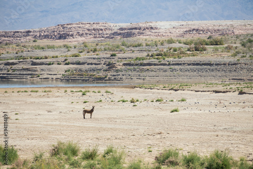 Wild burro in the desert