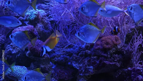 Marine life in the Coral Garden. Underwater tropical colorful seascape with soft and hard corals. Underwater fish reef marine. Tropical colorful underwater seascape. Coral reef scene. Seascape of a