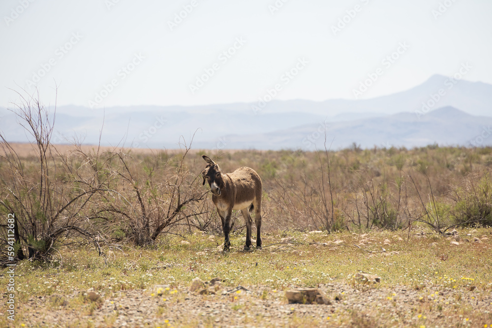 Naklejka premium Wild burro in the desert 