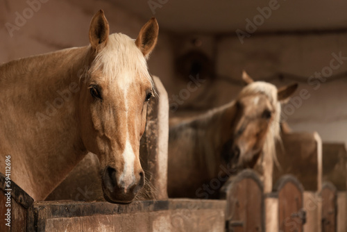 Adorable horses in stable, space for text. Lovely domesticated pet