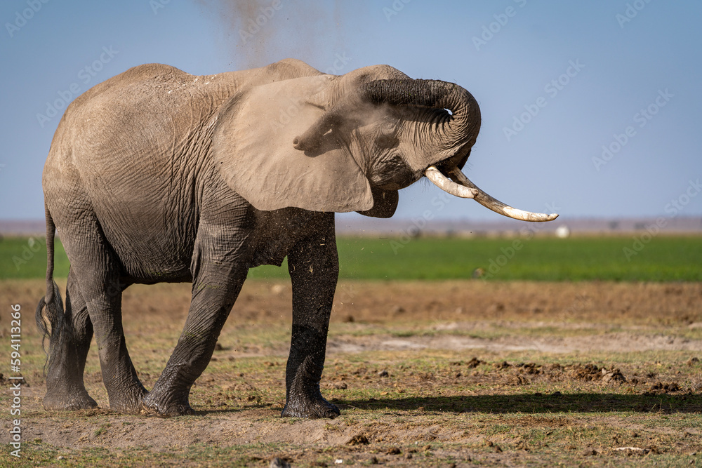 A large old African Elephant with broken tusks raises her trunk