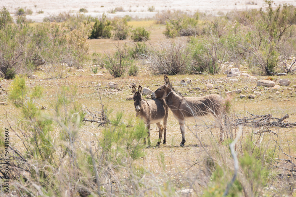 Naklejka premium Wild burro resting it's head on burro's back in the desert