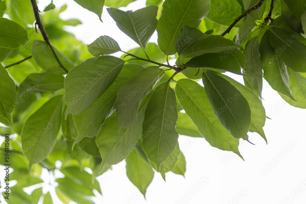 green leaves background. shade of a tree image, a leafy shade green leaves background. shade of a tree image, a leafy shade