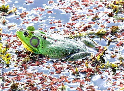 pig frog in the pond photo