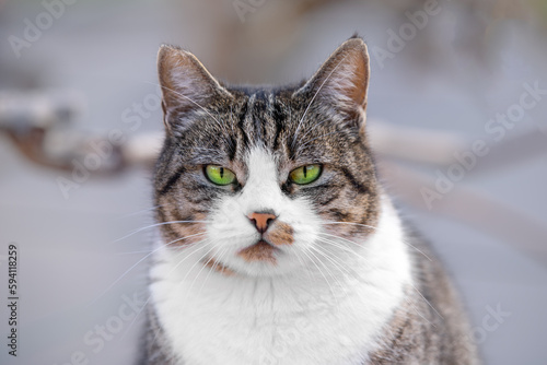 Portrait of impudent plump beautiful well-groomed cat green eyes piercing look on blurred background. Stray cat looks like a predator guards the territory. Predator looking for prey. City animals