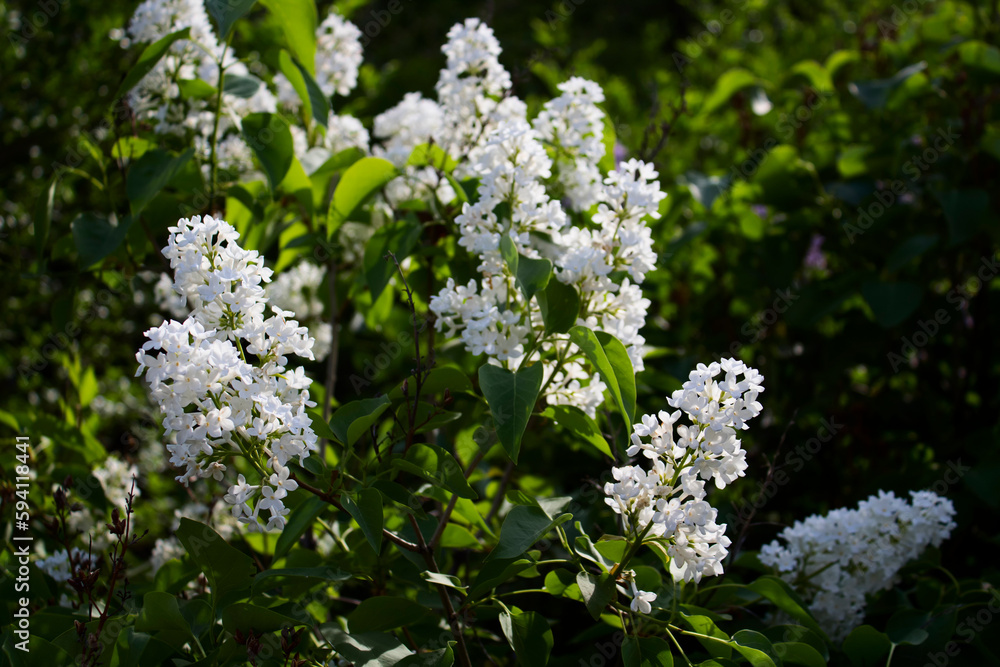 Springtime landscape with bunch of tender flowers. Springtime landscape with bunch of tender flowers.