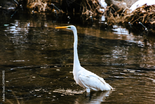 Egret roaming the water in search of food