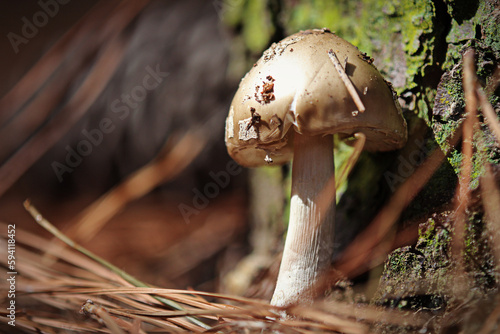 cogumelo em floresta de pinheiros no outono photo