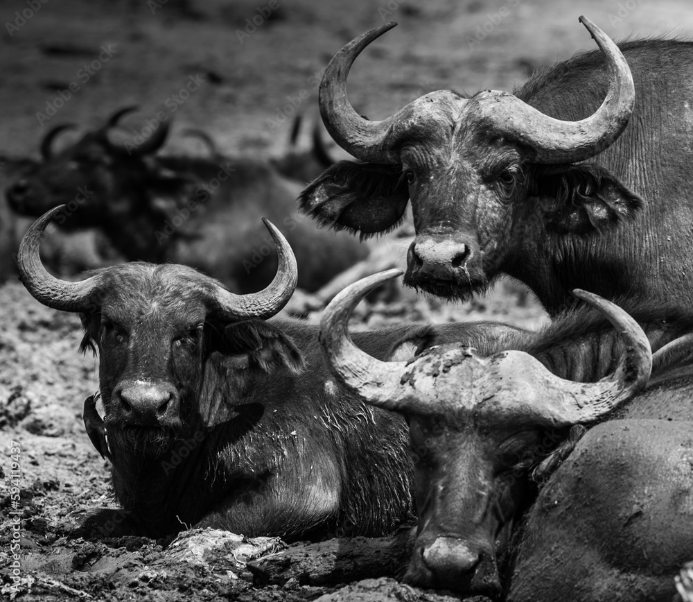 Naklejka premium Water Buffalo