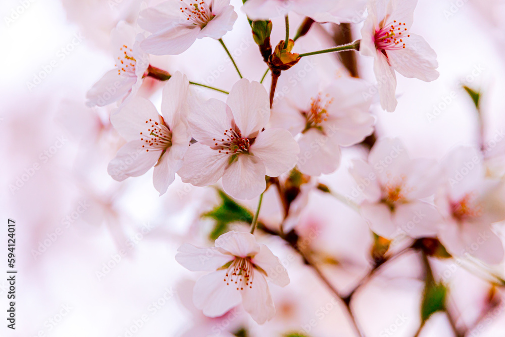 Obraz premium Cherry blossoms on a tree in spring