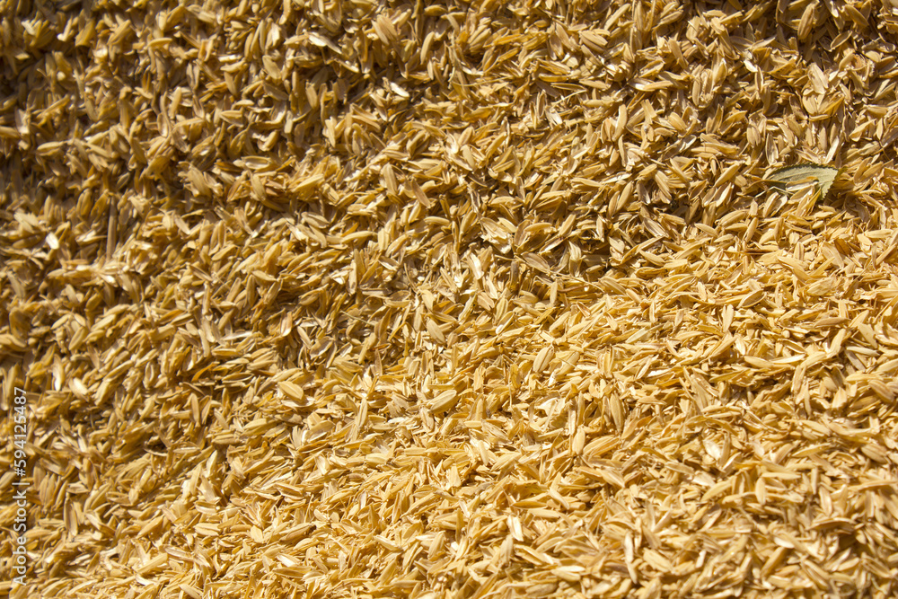 rice peel after harvest and hull background. rice peel after harvest and hull background.