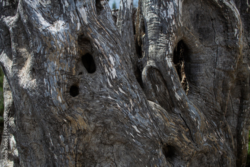Perforated Tree Trunk 