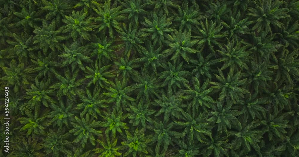 Palm oil park eco energy power industrial, 4K DCI Aerial view Cinematic scene Palm oil park industrial, High quality footage 4K ProRes 422 Palm oil park eco energy power industrial, 4K DCI Aerial view Cinematic scene Palm oil park industrial, High quality footage 4K ProRes 422