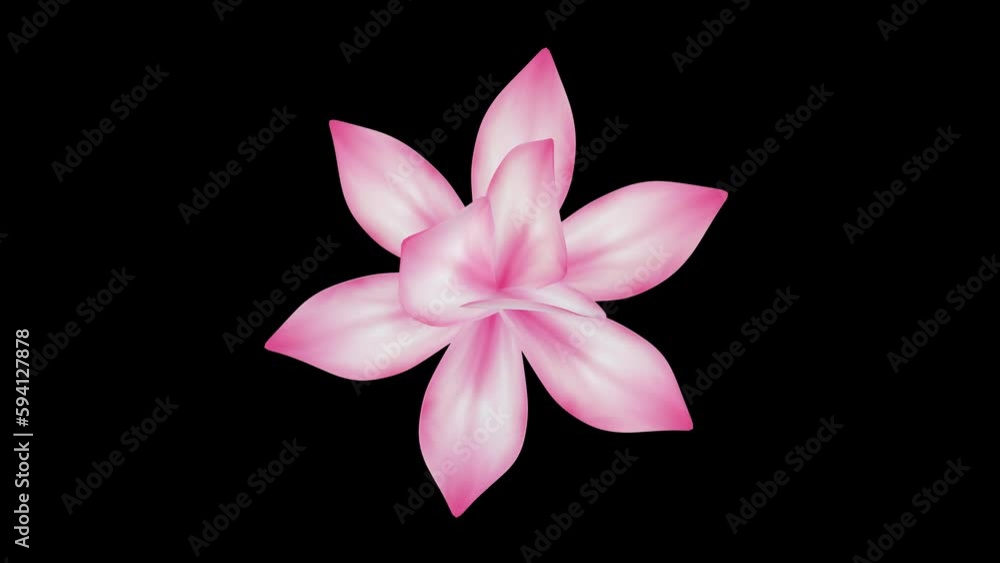 Blooming Magnolia Flower 3D animation, spring blossom, cut our on black background with alpha matte, top view. Blooming Magnolia Flower 3D animation, spring blossom, cut our on black background with alpha matte, top view.
