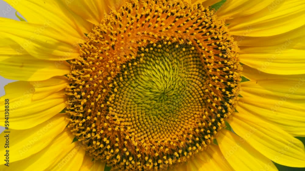 Close-up sunflower pollen, all sunflower details clearly visible. Close-up sunflower pollen, all sunflower details clearly visible.