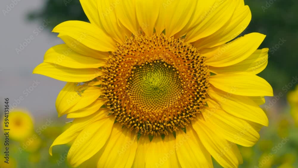 sunflower in the garden sunflower in the garden
