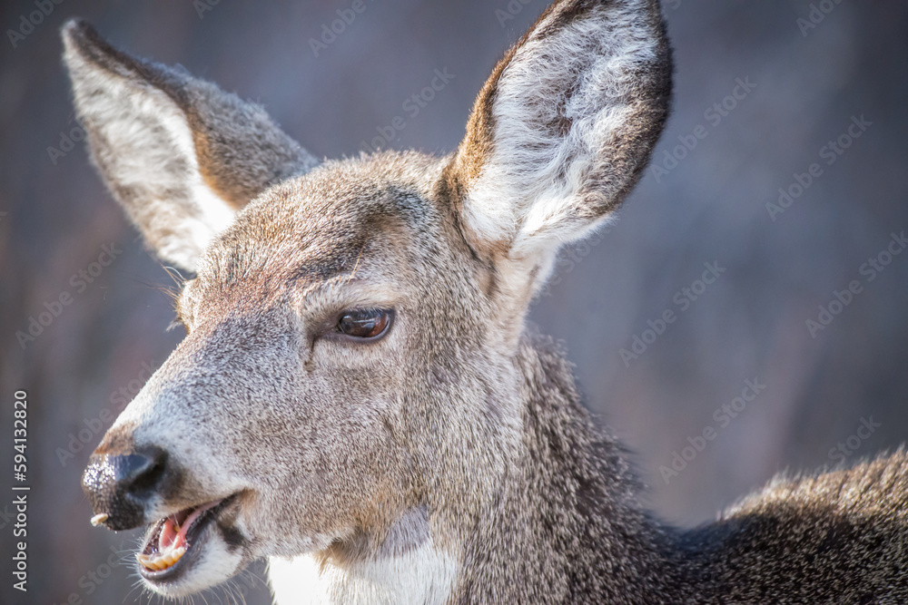 Fototapeta premium Chewing Mule Deer Doe - Close-up Portrait