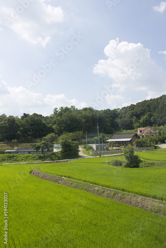 summer green rice field. Rural landscape.