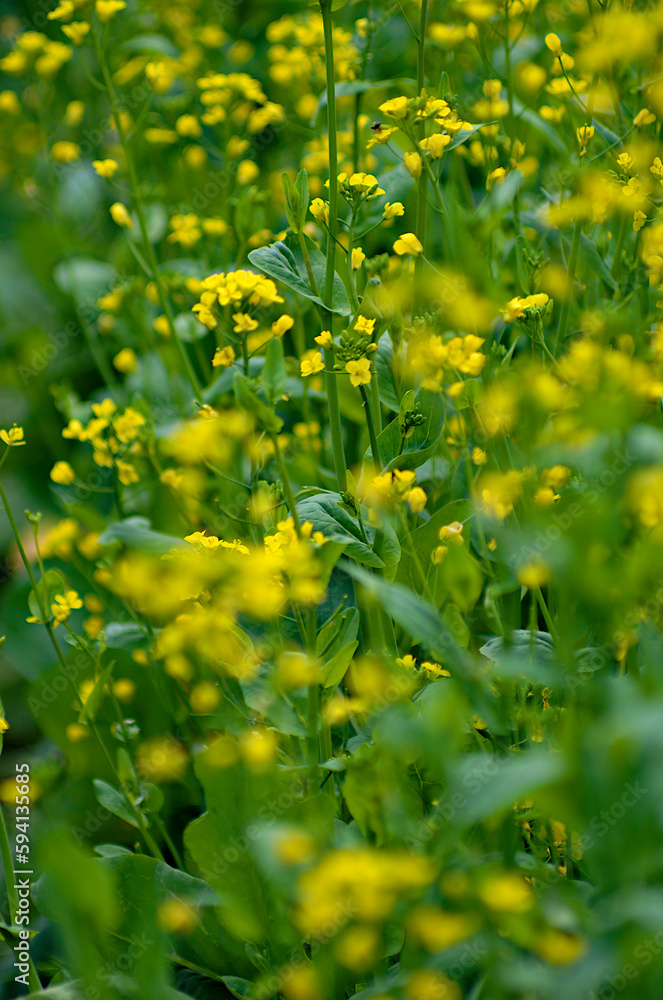 Fototapeta premium yellow flowers in the field