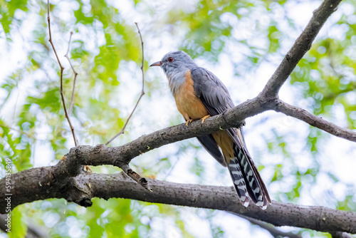 The plaintive cuckoo on a branch