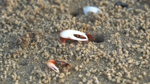 Wild male sand fiddler crab feeding on the micronutrients and create tiny balls of sand as the byproduct, forming small mounds around its burrow, dynamic zoom in shot. photo