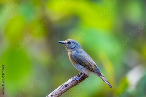 The Indochinese Blue Flycatcher on a branch in nature