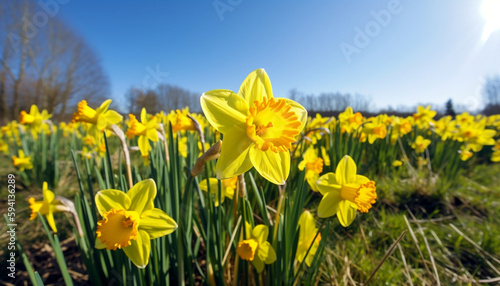 A bunch of bright yellow Daffodils in the meadow on a sunny spring day, Generative AI