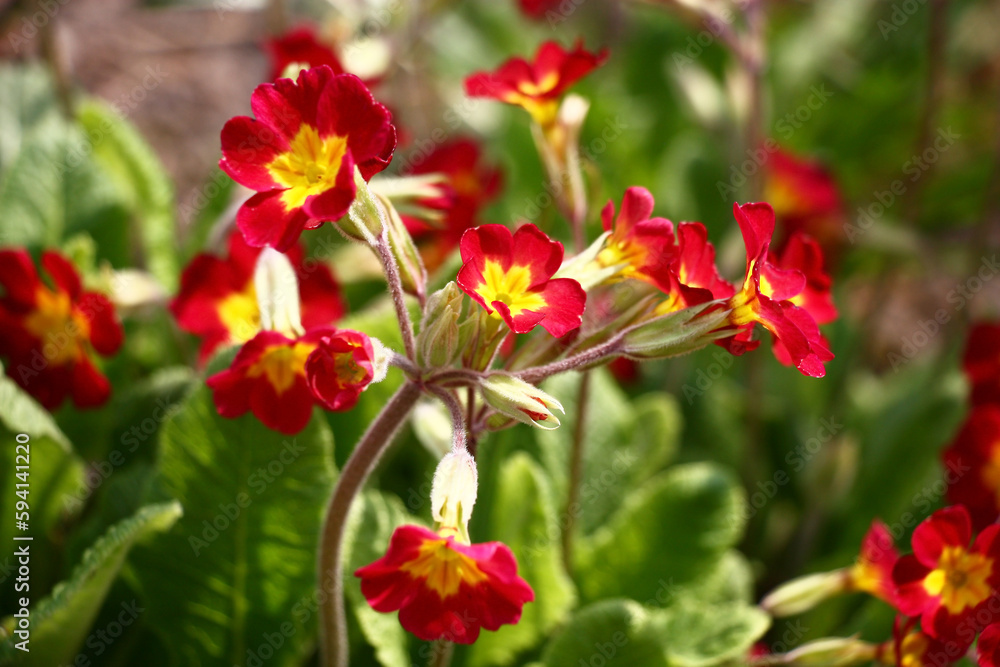 Sunny spring day. In a flower bed the primula blossoms. Transparent inflorescences with bright red flowers.