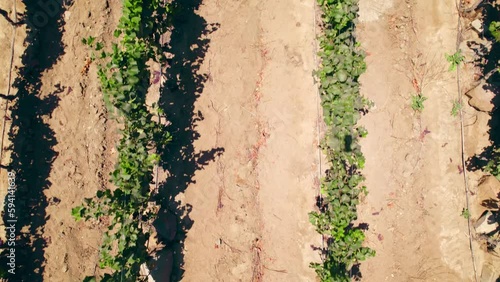 Overhead aerial view with vines in vertical formation on a poorly permeable dirt road with a calcareous calicata in Fray Jorge, Limarí Valley, Chile. photo