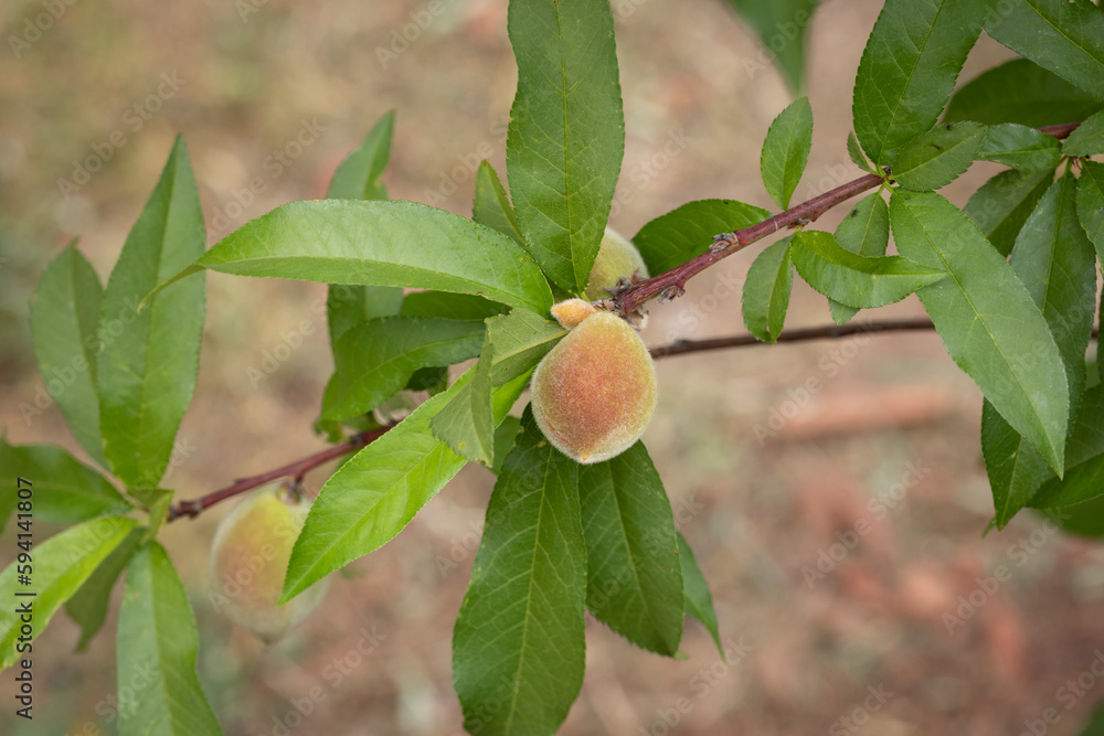 Little young peach fruits growing at April and May.
Prunus persica, redskin peach. Little young peach fruits growing at April and May.
Prunus persica, redskin peach.