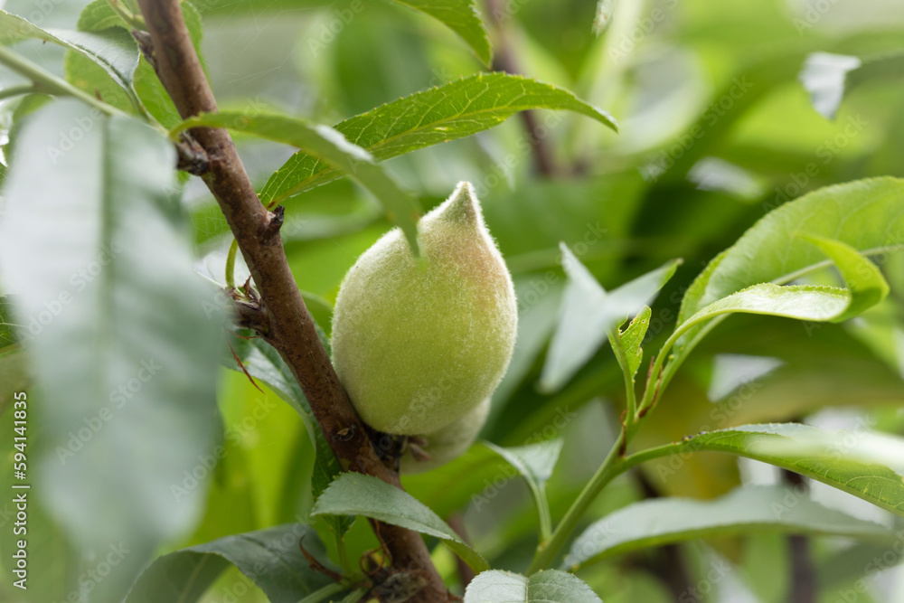 Little young green peach fruits growing at April and May. Bounty peach Large yellow freestone peach up to 4 Little young green peach fruits growing at April and May. Bounty peach Large yellow freestone peach up to 4