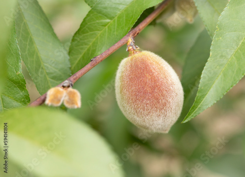 Little young  peach fruits growing at April and May. 
 Prunus persica, redskin peach.