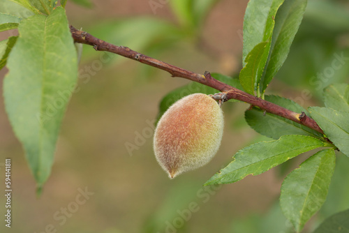 Little young  peach fruits growing at April and May. 
 Prunus persica, redskin peach.